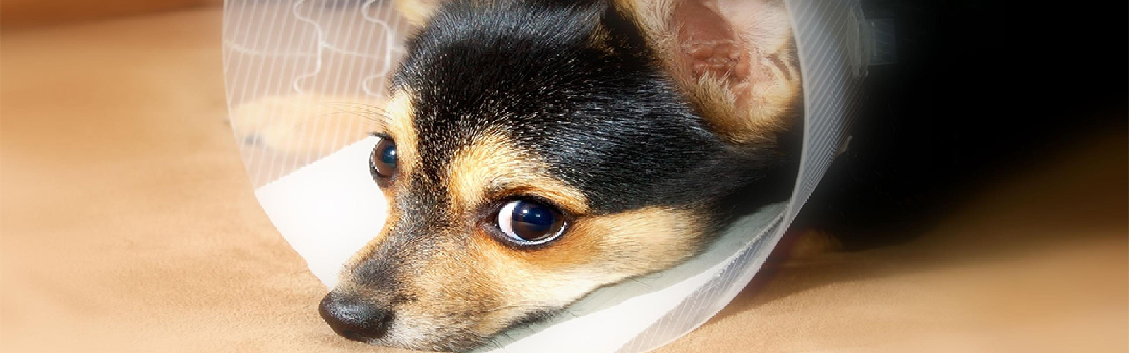 banner 1