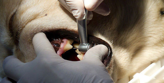 Clínica Veterinaria Akos cirugía dental