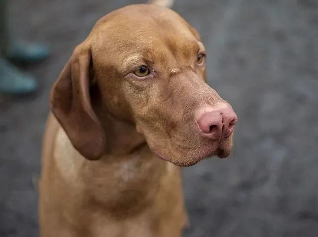 Clínica Veterinaria Akos perro café 