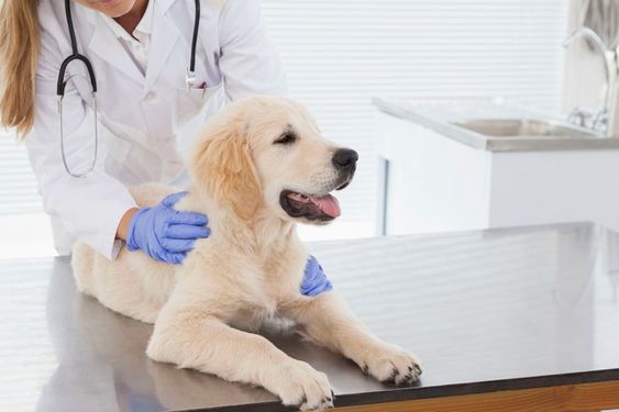 Clínica Veterinaria Akos perro y veterinario