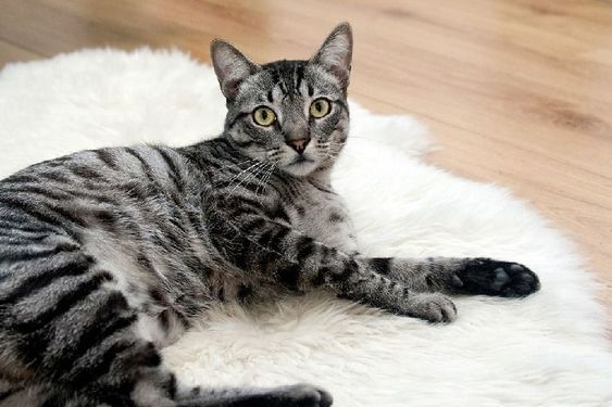 Clínica Veterinaria Akos gato negro con gris