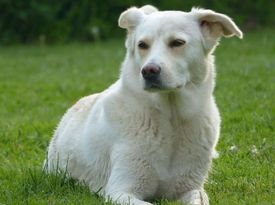 Clínica Veterinaria Akos perro blanco